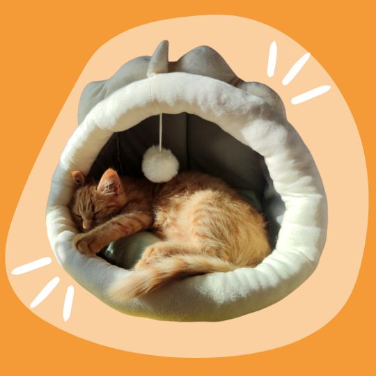 Cuccia Mostriciattolo (small)