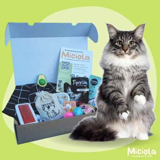 Miciola Box n.11