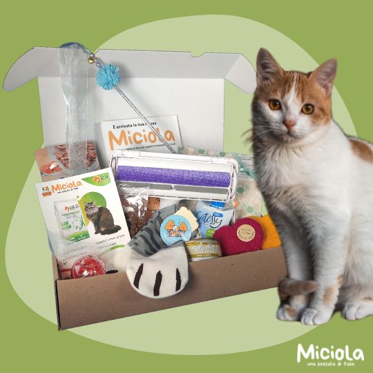 Miciola Box n.12