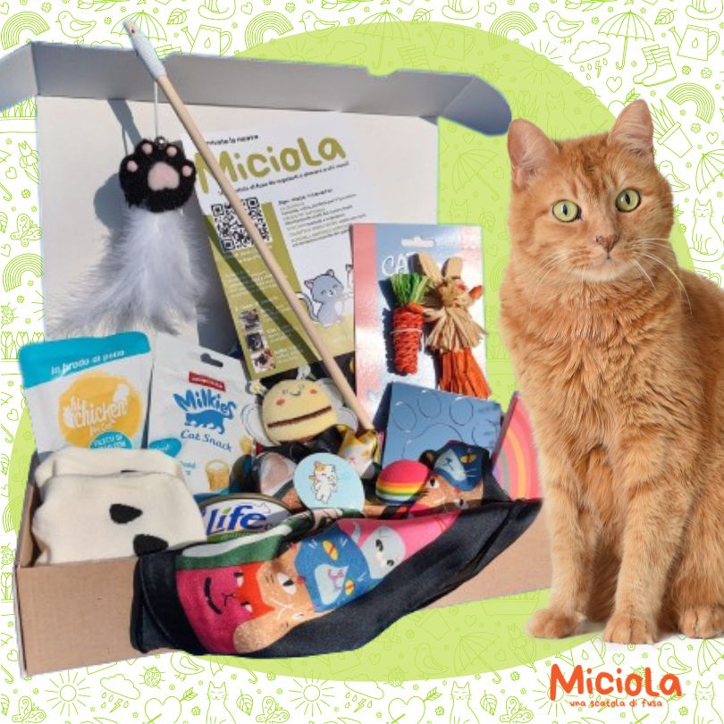 Miciola Box n.19