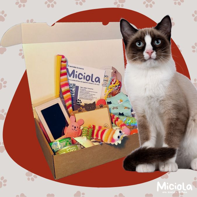 Miciola Box n.24