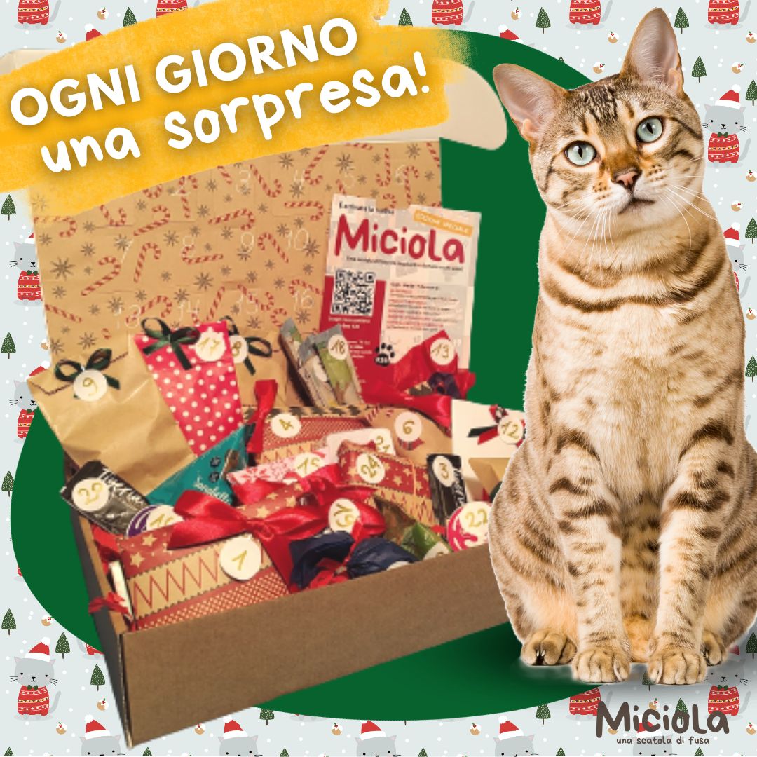 Miciola Box dell'Avvento. Edizione limitata