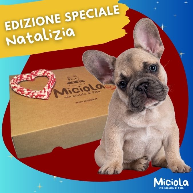 🐶 Miciola for Friends