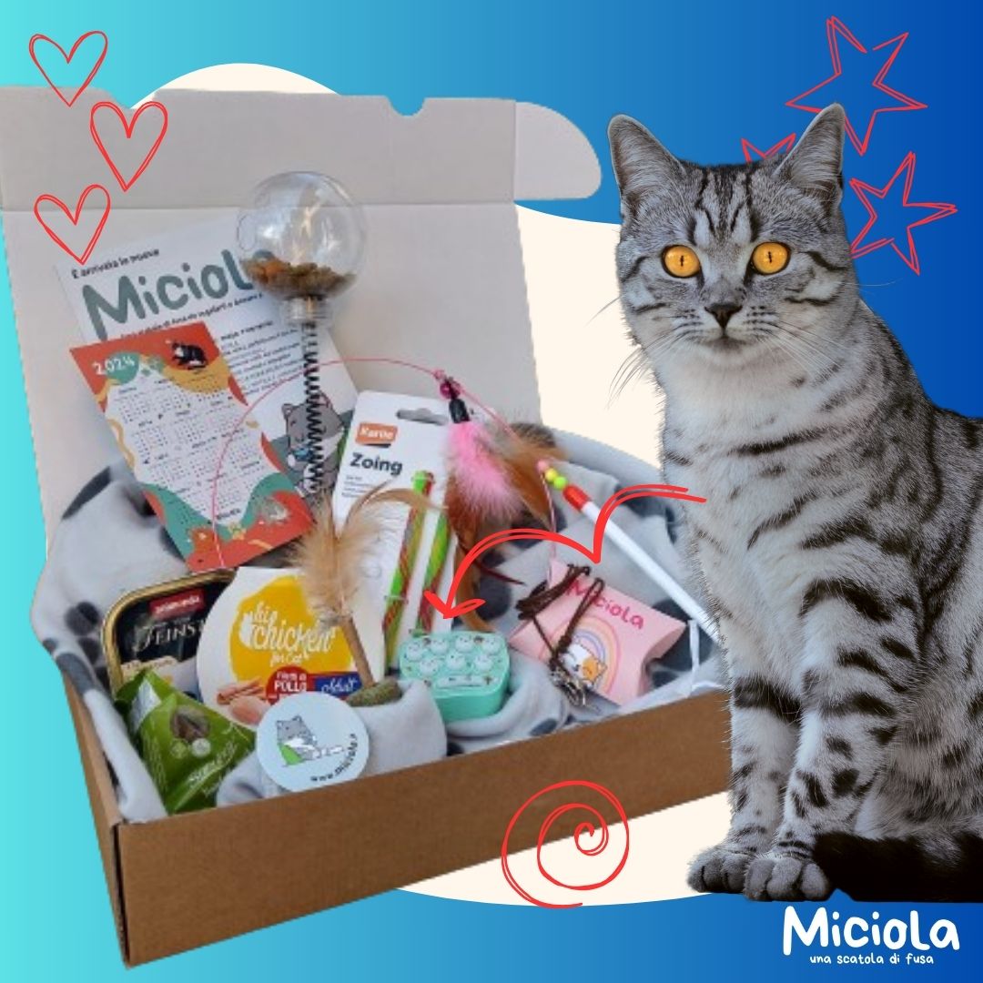 Miciola Box n.28