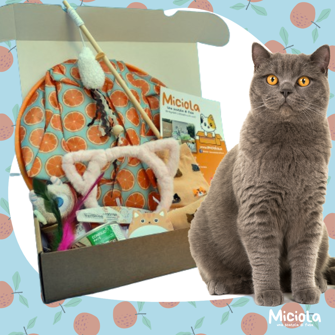 Miciola Box n.36