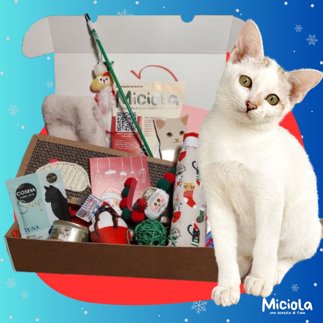Miciola Box di Natale